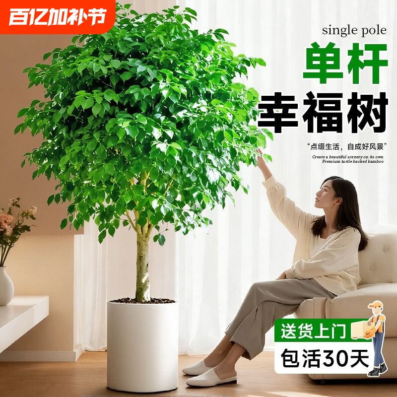 幸福树棒棒糖客厅盆栽大老桩平安树室内四季常青真绿植冬天大型