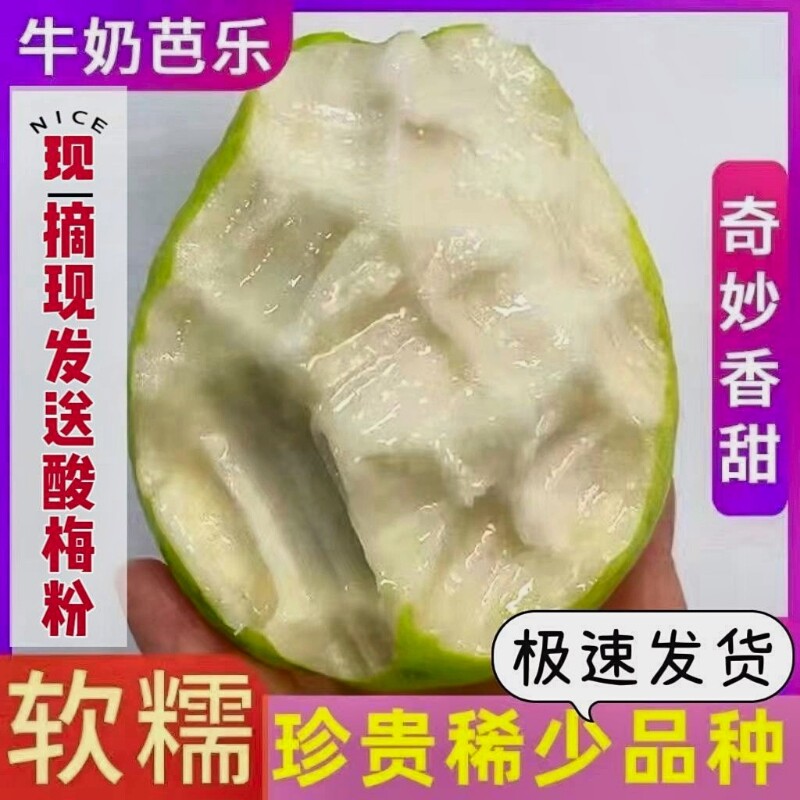 广东软糯奶油芭乐大果新鲜水果当季软心番石榴孕妇水果白心芭乐果