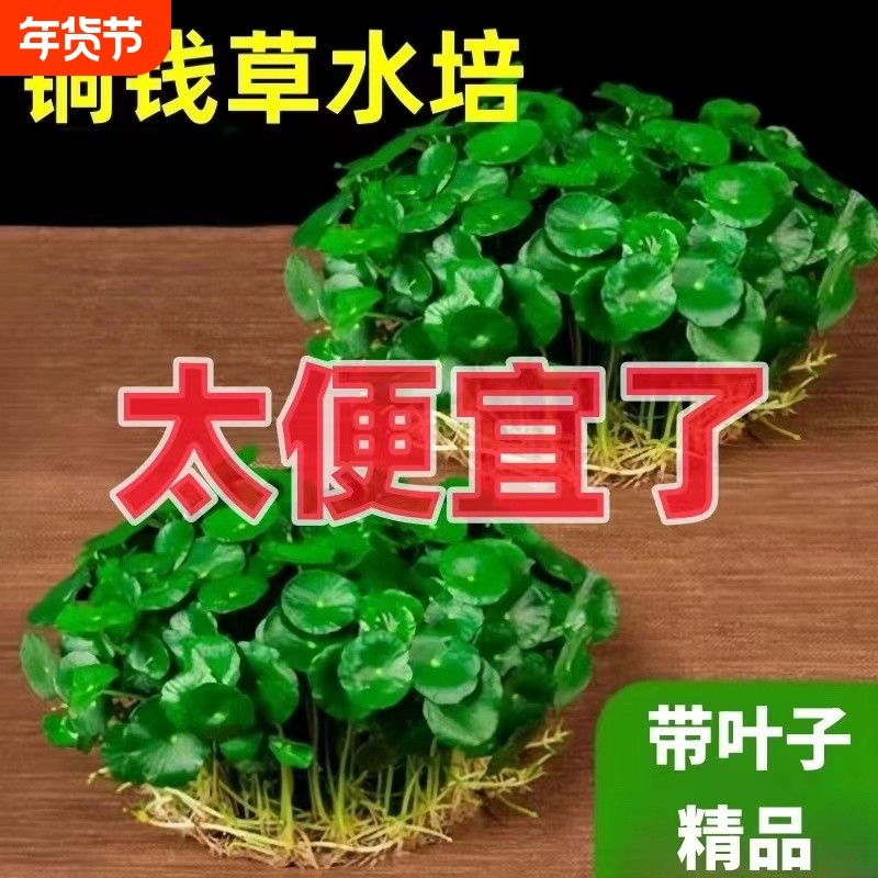 铜钱草水培植物室内好养花卉绿植盆栽客厅四季水养金钱草鱼缸阳台