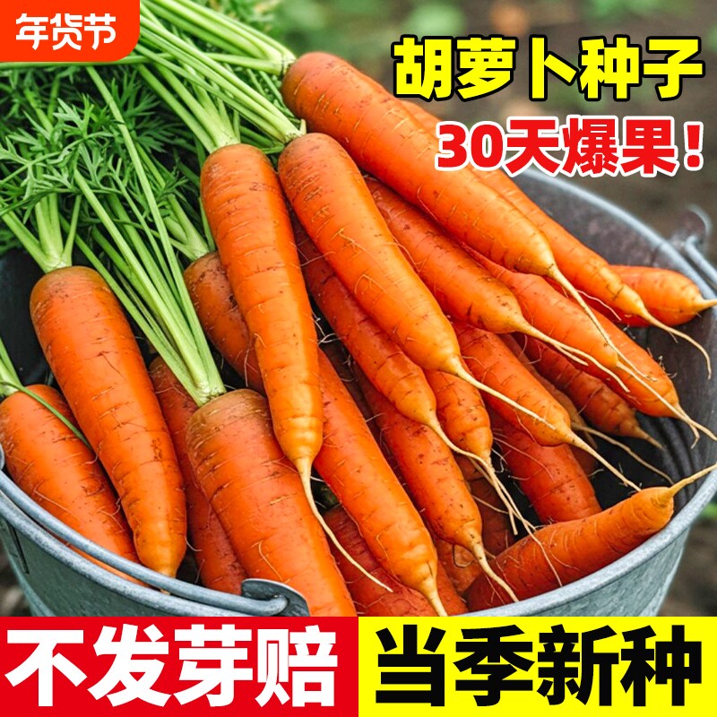 胡萝卜种子籽种红罗水果萝卜四季秋冬蔬菜种籽大全胡萝卜种孑种籽