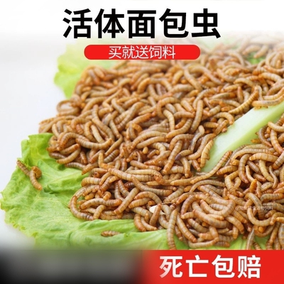 鲜活体面包虫龙鱼爬虫蜥蜴守宫饲料龙猫八哥鸟食粮黄粉虫活虫一斤