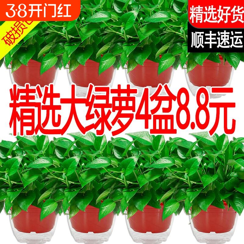 新房绿萝室内盆栽2026年净化空气植物花卉办公室客厅绿植绿箩好养