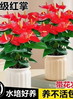 水培红掌盆栽花卉鸿运当头植物室内四季开花绿植好养净化空气带花