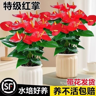 红掌水培盆栽花卉鸿运当头植物室内四季开花绿植好养净化空气带花