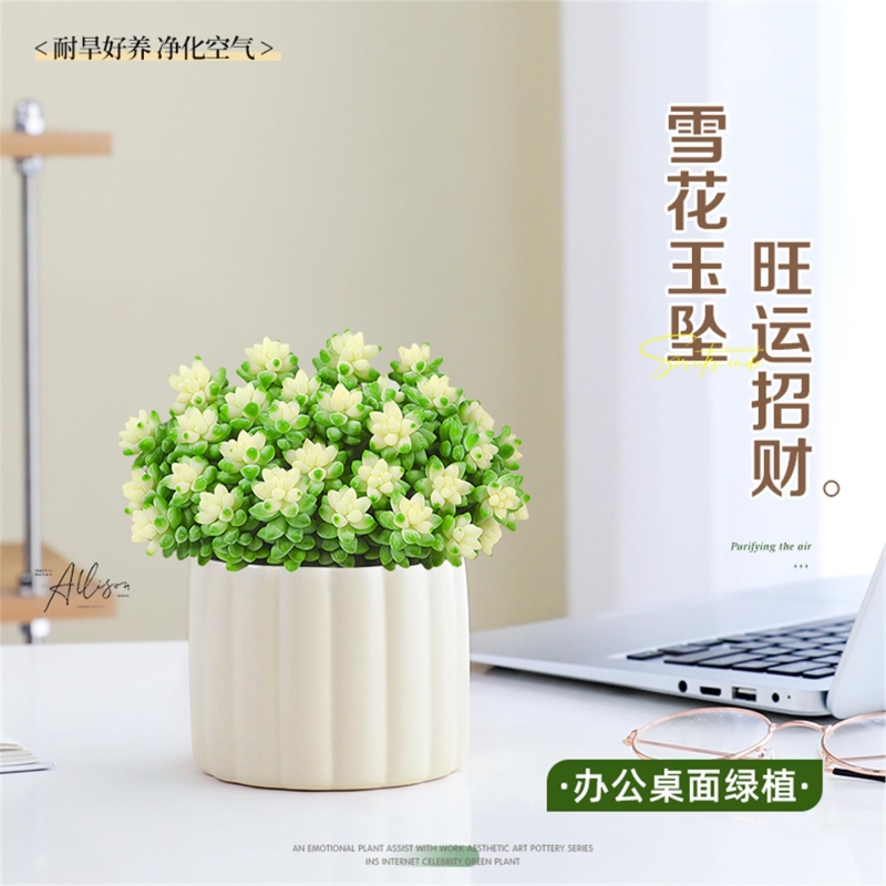 雪花玉坠多肉植物头老桩盆