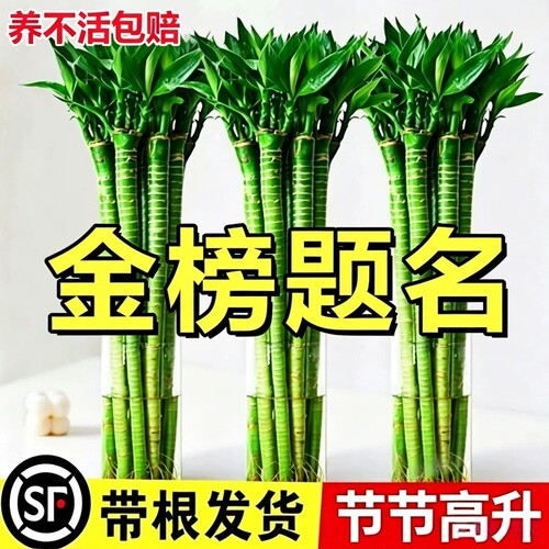 文昌竹4枝金榜题名水培龙竹富贵竹步步高升桌面旺运绿植物节节高