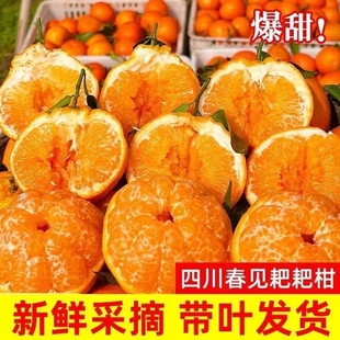 新鲜水果孕妇丑甜橘子橙子现摘 春见耙耙柑正宗四川眉山粑粑柑当季