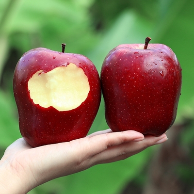 精选甘肃天水花牛苹果新鲜水果红蛇粉面孕妇刮泥脆甜整箱免费包邮