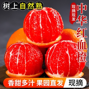 橙子秭归现摘中华红血橙孕妇水果湖北果园大果榨汁年货节精选红橙