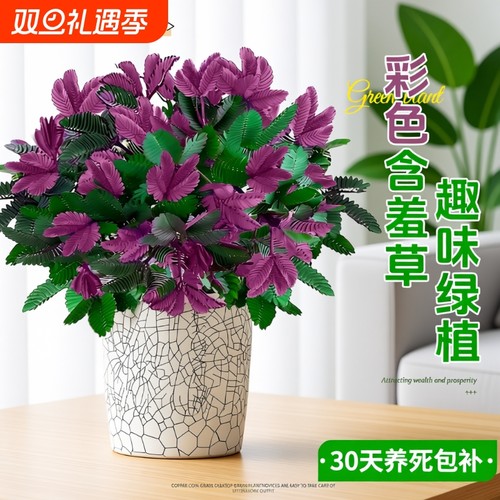 含羞草盆栽小绿植室内四季常青