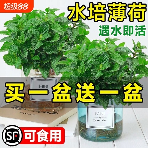 薄荷盆栽驱蚊草|超1000次加购