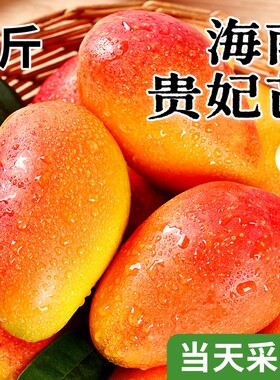 海南贵妃芒树上熟芒果