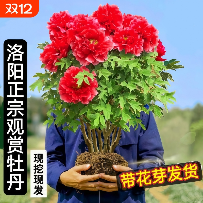 牡丹花苗盆栽特大苗正宗洛阳菏泽重瓣四季花卉庭院牡丹花树苗阳台