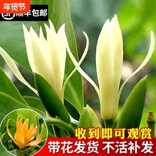 白兰花盆栽浓香室内大型绿植阳台嫁接办公室四季常青白玉兰花树苗