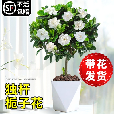 独杆大叶栀子花盆栽老桩牡丹栀子花树苗四季开花植物室内好养客厅