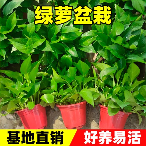 绿萝盆栽室内绿植净化空气大叶绿箩花卉植物水培长藤垂吊室外阳台