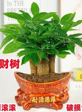 室内小盆栽绿植花卉水培植物绿萝文竹四季好养活办公室桌面