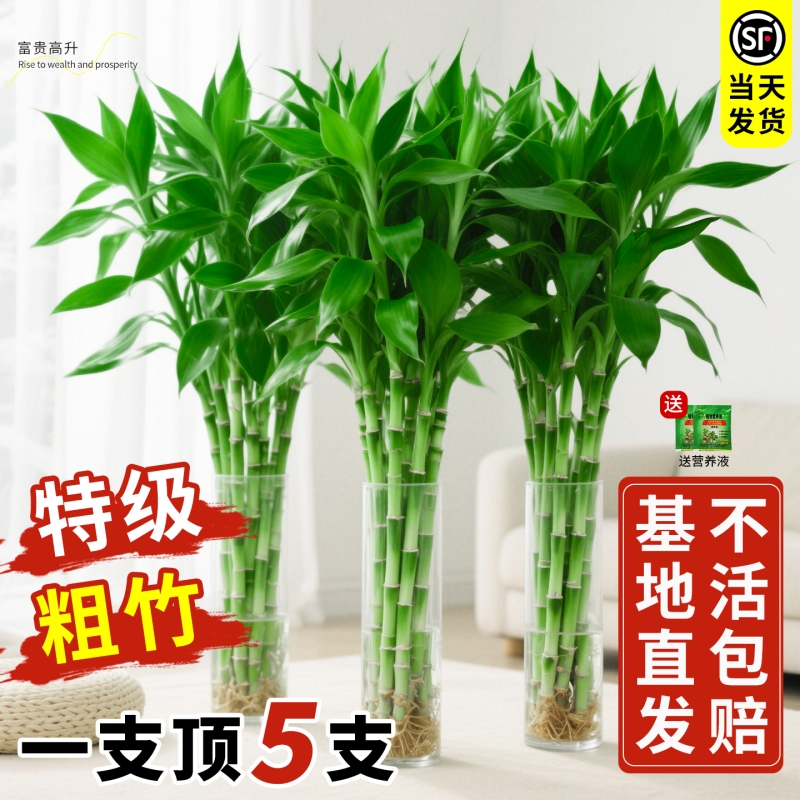 富贵竹水培植物转运竹文昌竹绿植盆栽室内办公室桌面客厅四季好养