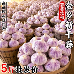 山东金乡紫皮大蒜头干蒜批发农家自种新鲜蔬菜红皮大蒜子蒜米当季