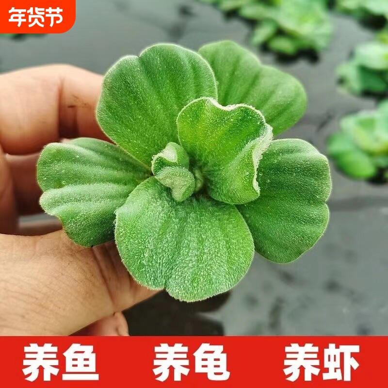 浮萍水草古法养鱼鱼缸净水植物龟缸躲避水培水芙蓉漂浮造景增氧
