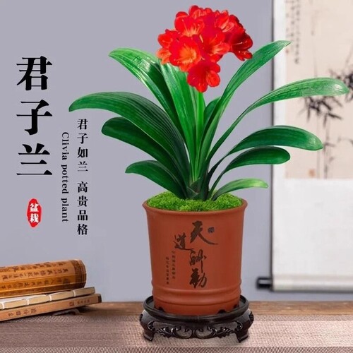 君子兰盆栽圆头和尚带花苞蝴蝶兰花卉盆景室内绿植物四季客厅开花