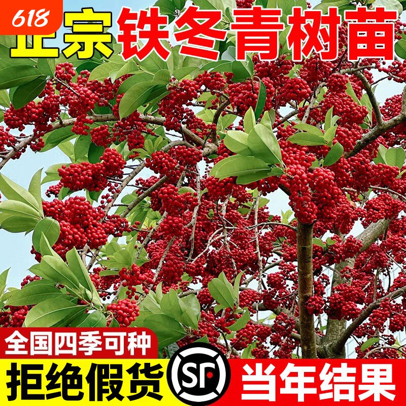 铁冬青树苗红果白银木耐寒四季常绿观果绿化植物庭院栽培观赏苗木