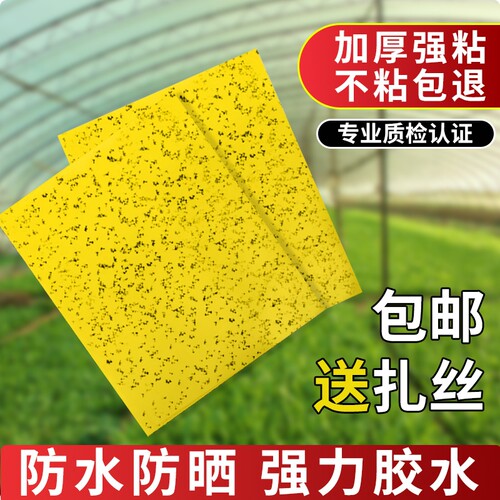 黄板粘虫板小飞虫双面粘果蝇诱捕器灭苍蝇贴粘蝇纸强力室内室外