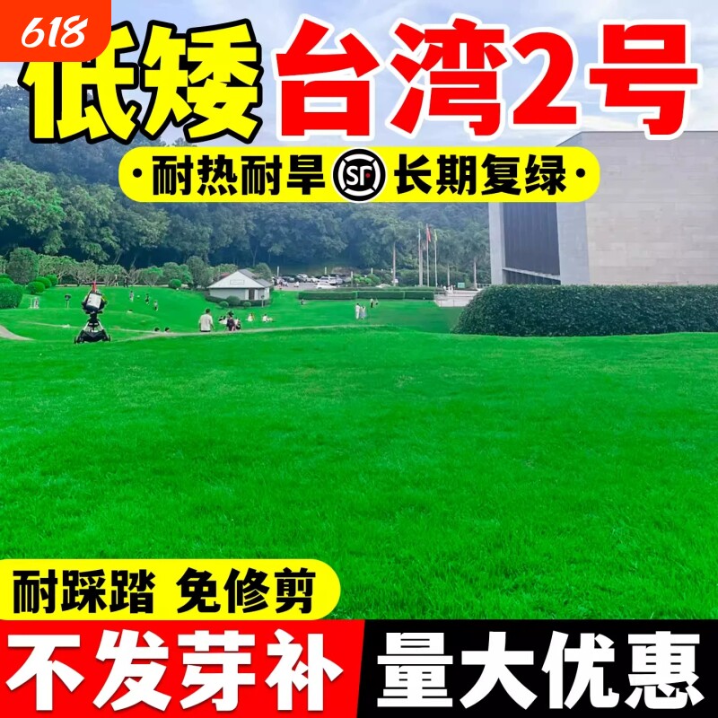 台湾二号草籽草坪种子结缕草矮生四季青庭院别墅工程绿化耐寒草种