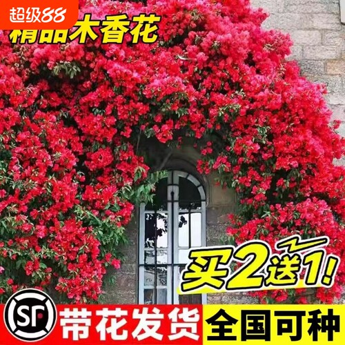 重瓣红木香爬藤花|超4000次加购