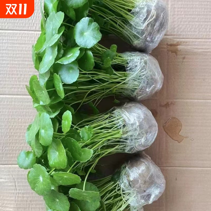 铜钱草水培植物室内|千人加购