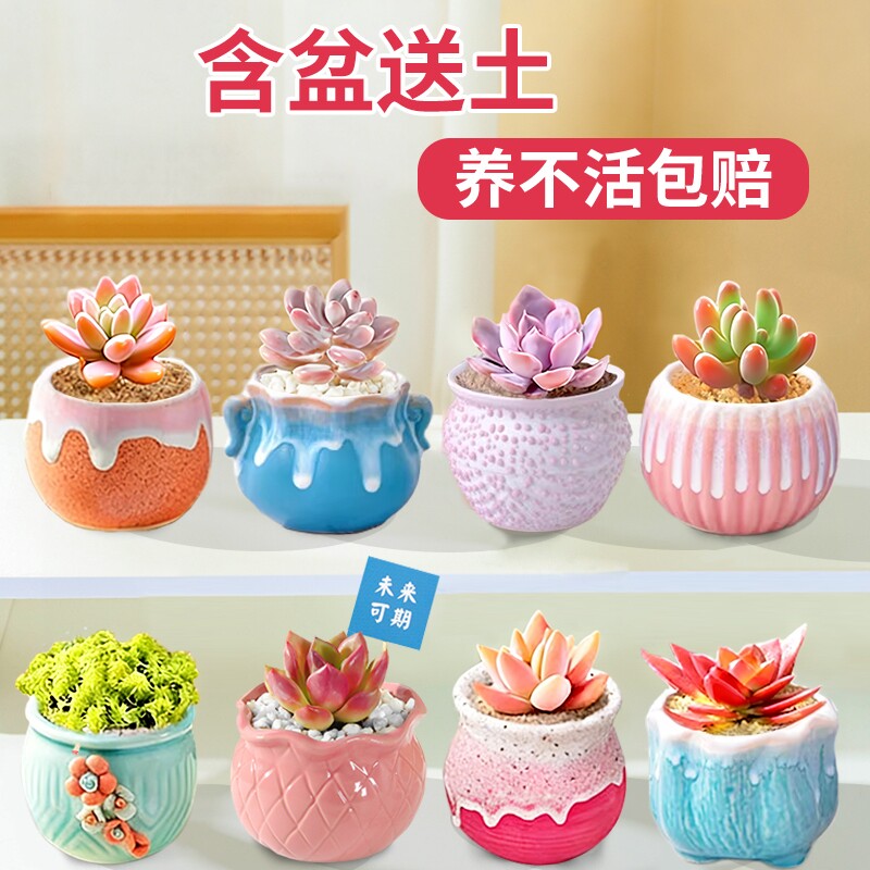 多肉植物室内小盆栽办公室内桌面仙人球幼儿园花卉绿植仙人掌礼物