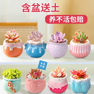 多肉植物室内小盆栽办公室内桌面仙人球幼儿园花卉绿植仙人掌礼物