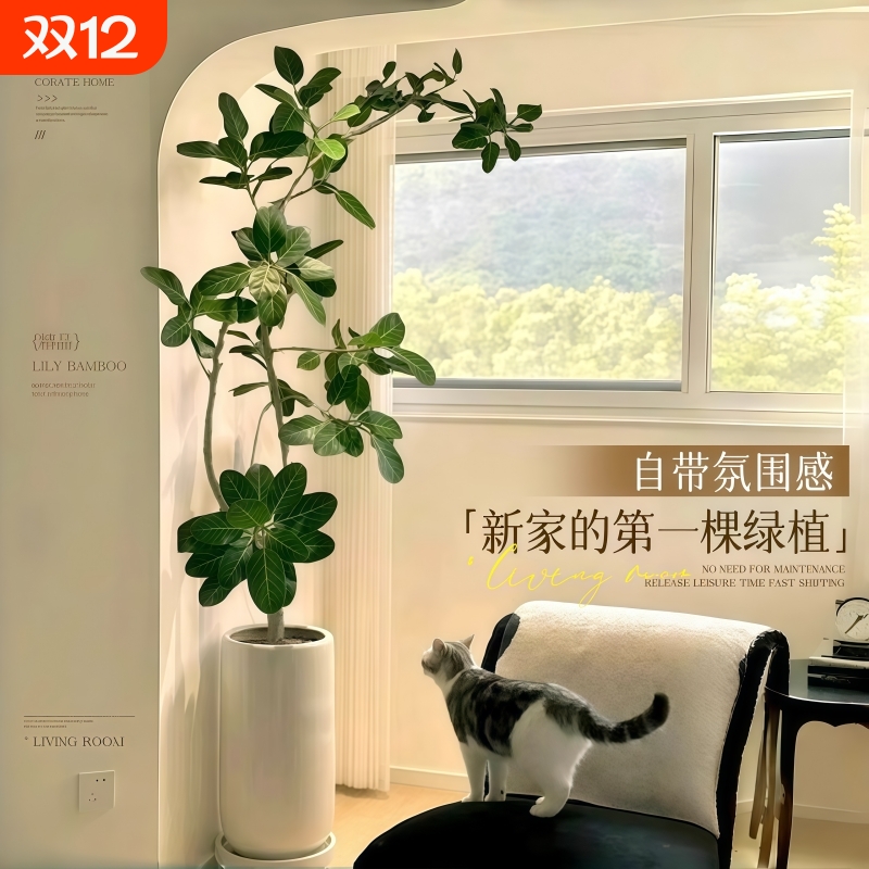 孟加拉榕盆栽大型绿植黄金榕高山榕树面包树室内客厅落地植物好养