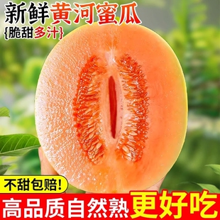 正宗黄河蜜瓜净重4.5斤装