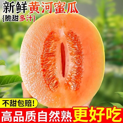 正宗黄河蜜瓜甜瓜新鲜水果当季整箱沙漠黄金脆香瓜哈密瓜勤民蜜瓜