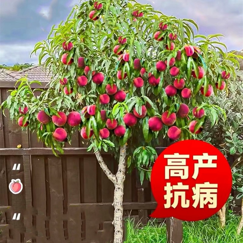 黄桃树苖桃树果苗嫁接苗冬桃油桃树果苗南方北方种植桃苗当年结果