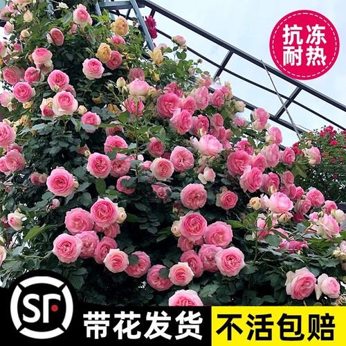 藤本月季花苗花植物玫瑰爬藤蔷薇四季开红木香黄木香耐寒小女孩