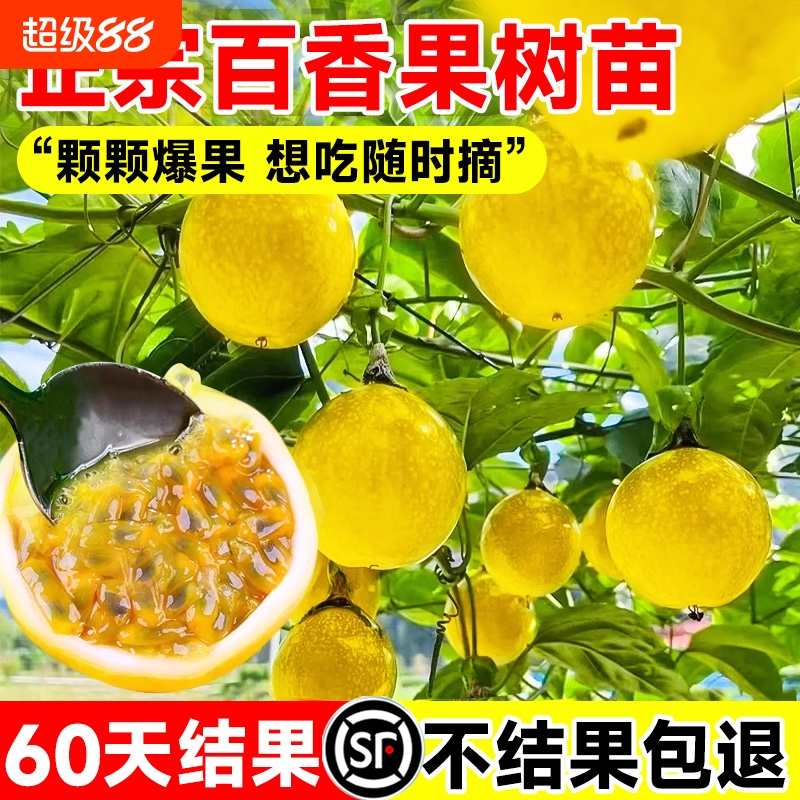 【60天结果！】钦蜜9号黄金果