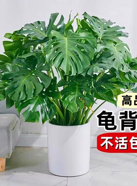 龟背竹盆栽老桩客厅大型绿植物室内吸甲醛四季常青水培富贵竹花卉