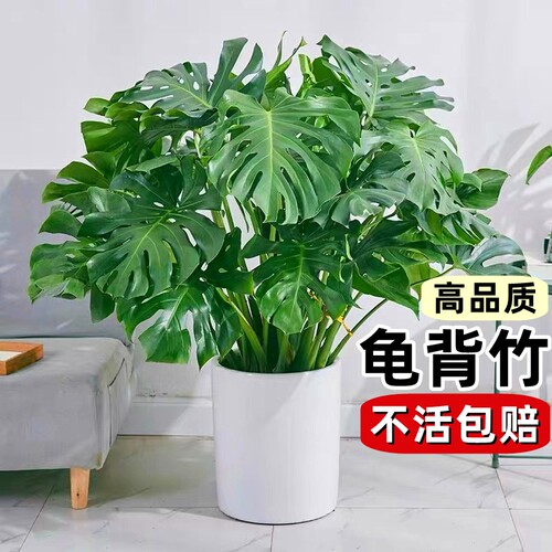 基地直销 新品特惠
