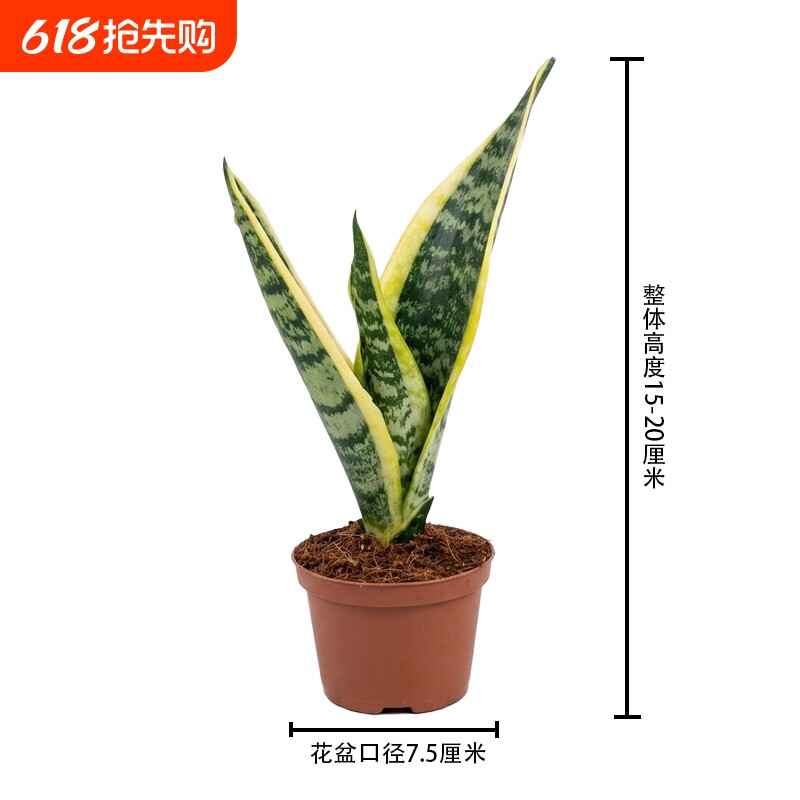 金边虎皮兰盆栽吸甲醛多肉绿植物办公室内花卉盆栽虎尾兰客厅北
