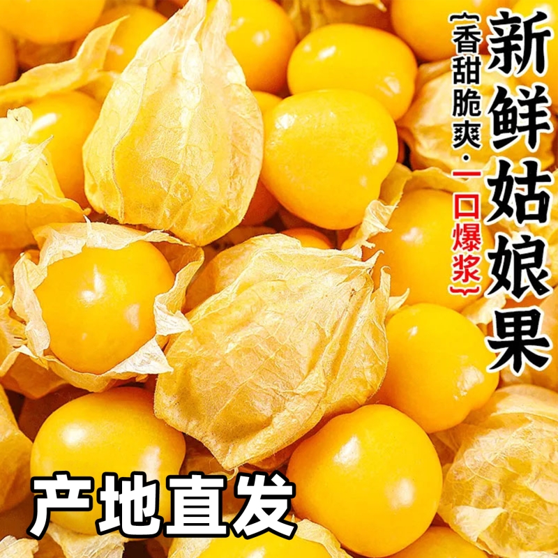东北姑娘果灯笼果新鲜正宗新鲜当季水果姑鸟黄菇娘果现摘带箱重