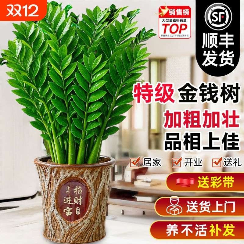 金钱树盆栽客厅大花摆件办