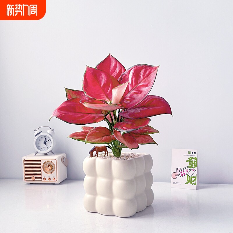 吉利红室内绿植客厅桌面好养四季盆栽礼物办公桌带盆耐阴招财如意