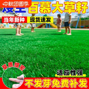 百慕大草籽矮生免修剪耐践耐踏四季常青庭院小区公园绿化草坪种子