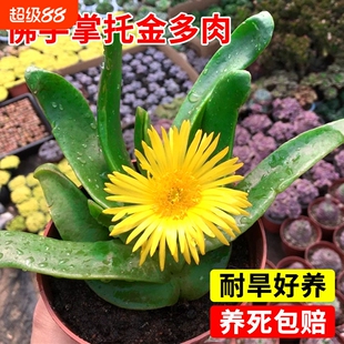 佛手掌托金多肉植物精品宝绿花舌叶兰室内净化空气仙人千佛手绿植