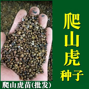 爬山虎种子爬藤植物四季青爬墙虎草籽庭院护坡三叶五叶树苗耐寒