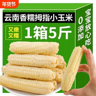 云南西双版纳手指拇指玉米正宗香糯小玉米新鲜宝宝辅食5斤早餐