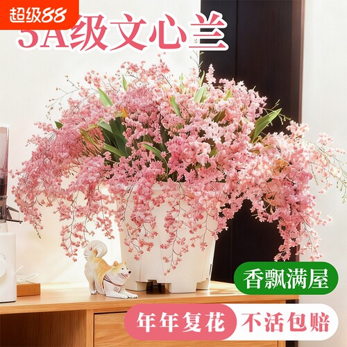 水培香水文心兰梦香兰冬带花苞好养室内客厅盆栽花卉绿植耐阴阳台