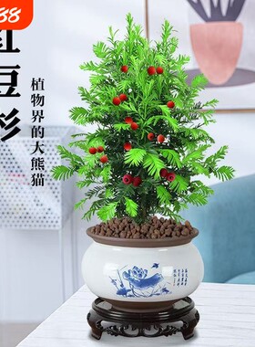 红豆杉盆栽曼地亚红豆杉老桩树苗室内外净化空气客厅阳台正宗盆景